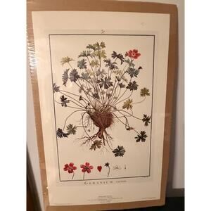 Pierre-Joseph Redouté Geranium varium Poster Print